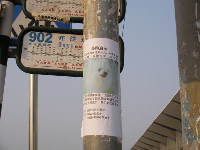 青島　犬